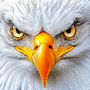 Black Hawk profile avatar